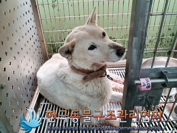 한국동물구조관리협회_441559202300359